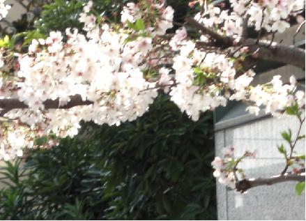 桜とビジネスフォン